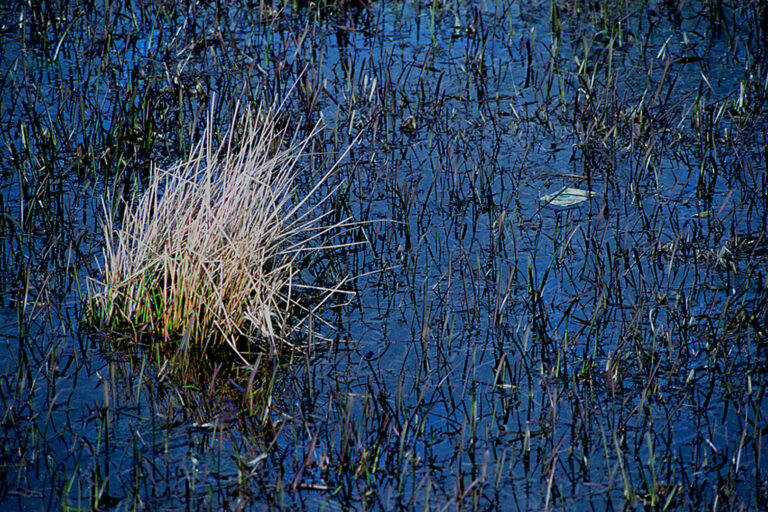 Mircea ALbu - Drought